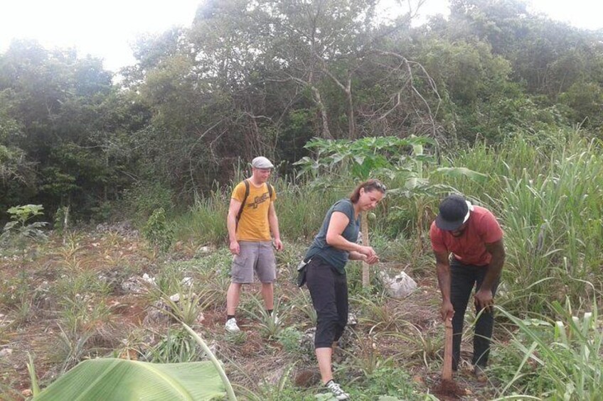 Tour a Jamaican Farm