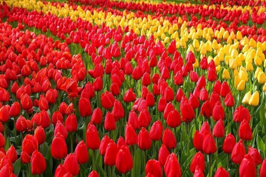 Private Half-Day Trip From Amsterdam to The Tulip Fields in Keukenhof