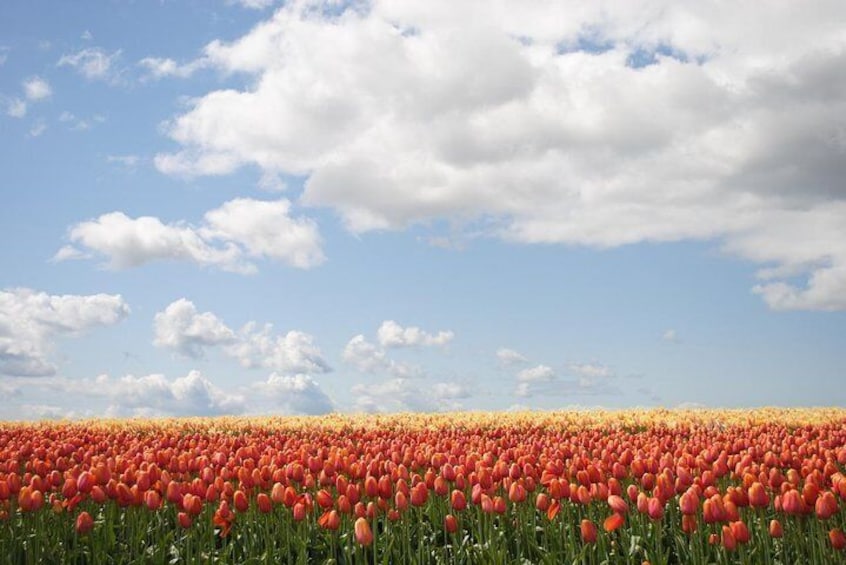 Private Half-Day Trip From Amsterdam to The Tulip Fields in Keukenhof