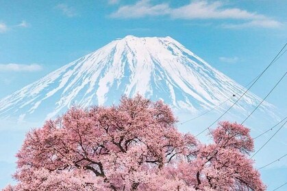 Mt Fuji Day Tour with English Speaking Guide
