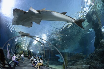 Pattaya Underwater World Billets d’admission