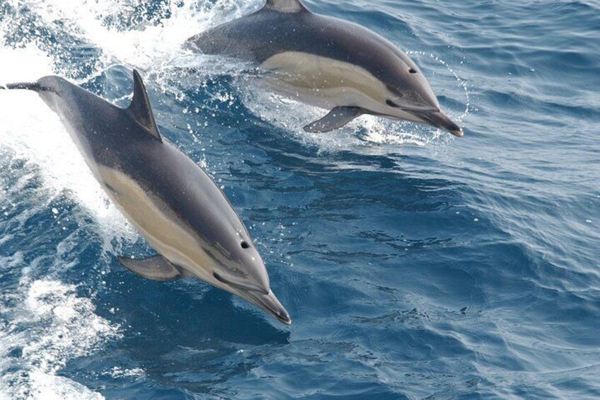 2 hour private charter