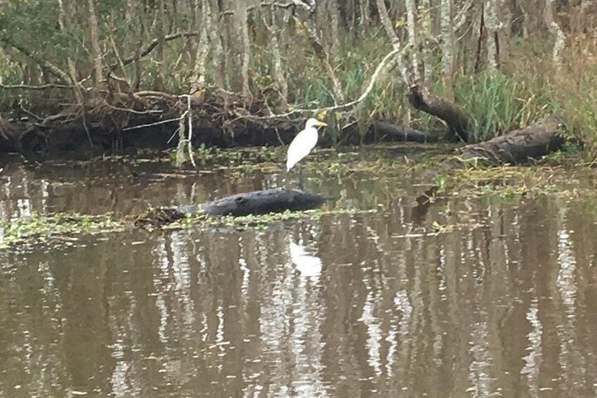 Laura Plantation & Large Airboat Tour