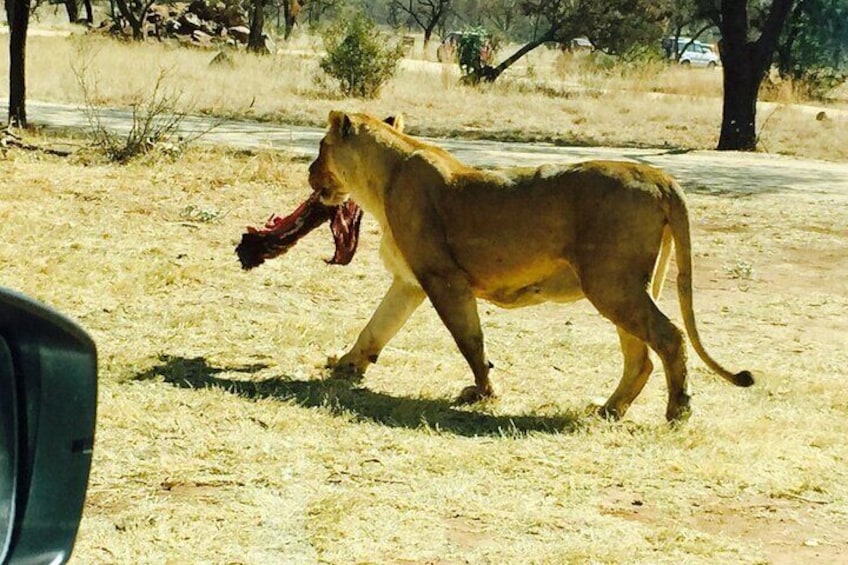 Lion safari park tour(Half-day)