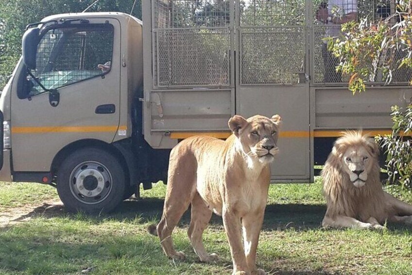 Lion safari park tour(Half-day)
