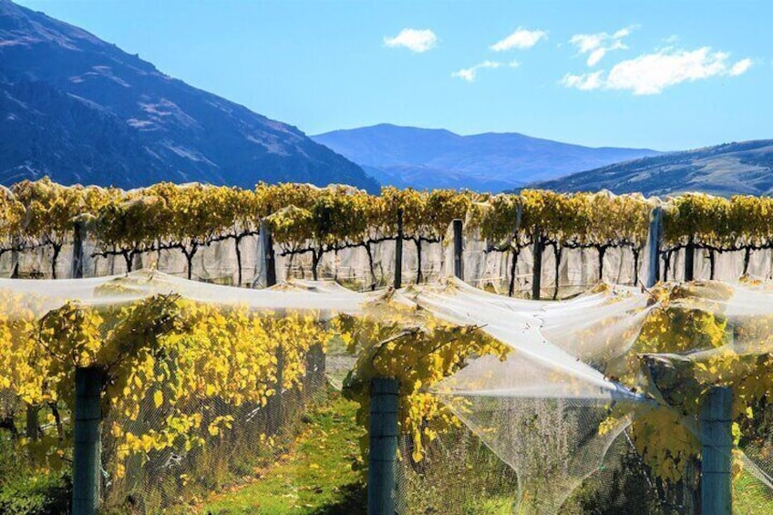Stunning vines with spectacular Central Otago scenery