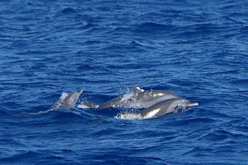 Dolphins