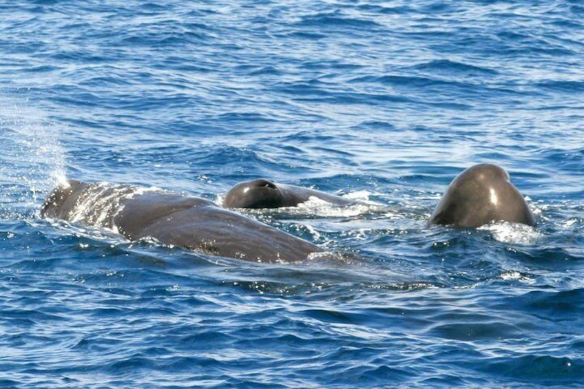 Pilot Whales