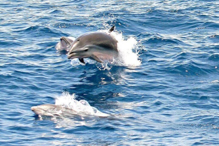 Fraser's Dolphins