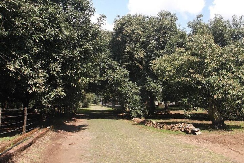 Avocado orchards