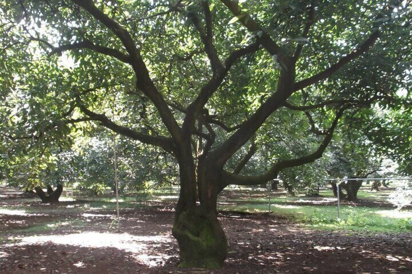 Avocado tree