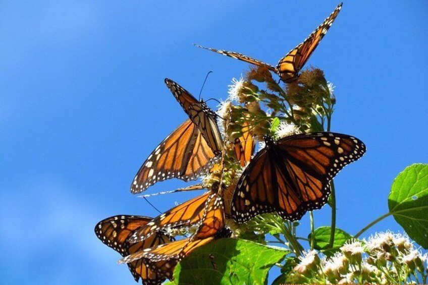 Monarchs feeding the milkweed