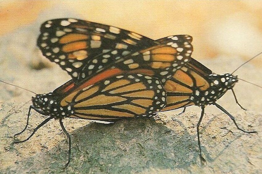 Monarchs mating