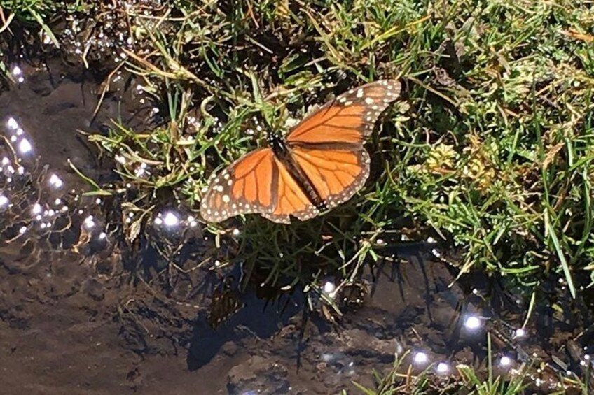 A Monarch drinking water