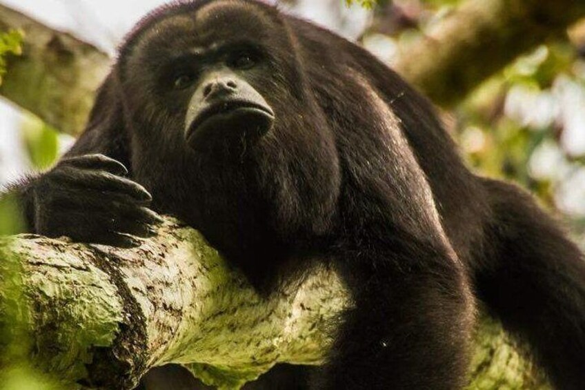 Private Altun Ha, Monkey Sanctuary and Rum Factory Tour from Belize City