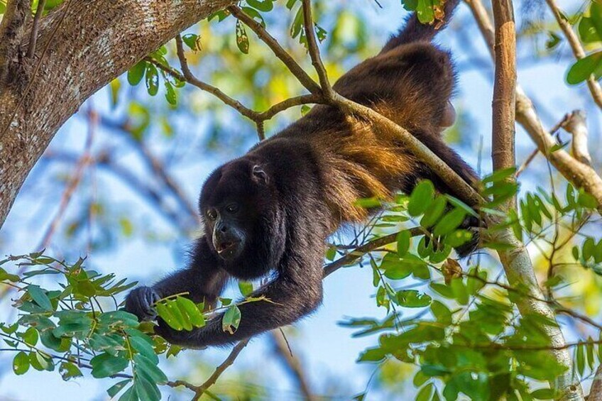 Private Altun Ha, Monkey Sanctuary and Rum Factory Tour from Belize City