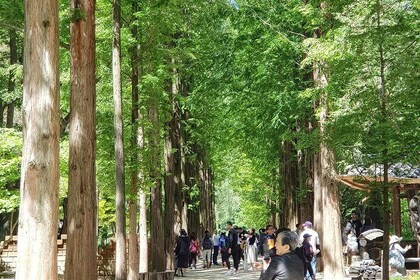 Winter Sonata TV Tour on Nami Island from Seoul