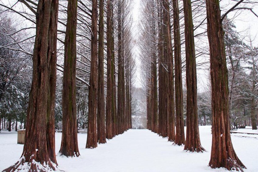 Winter Sonata Iconic Tree Line