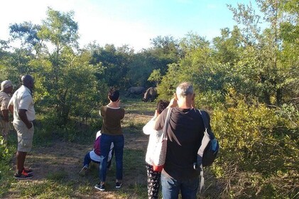 Game Drive and Rhino Walk Safari