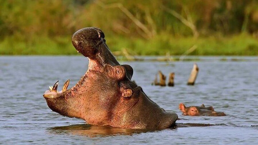Hippopotamus at Lake Naivasha