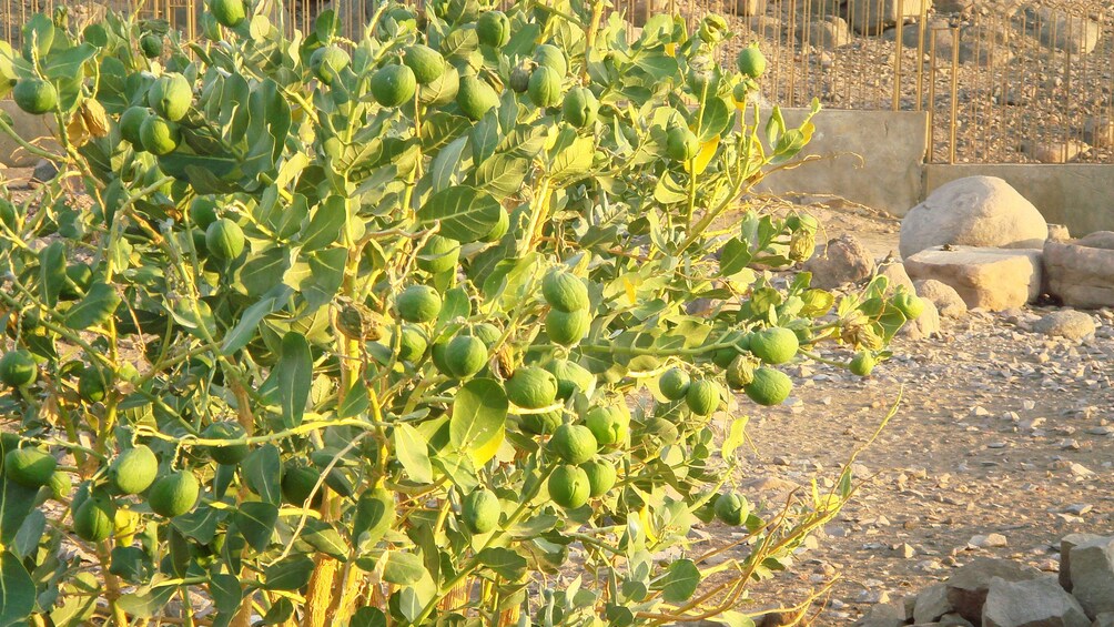 Tree bearing green fruit on Soheil Island near Aswan