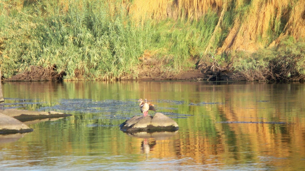 Egyptian geese on a rock in the Nile River near Aswan