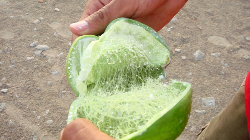 Mysterious green fruit grows on Soheil Island near Aswan