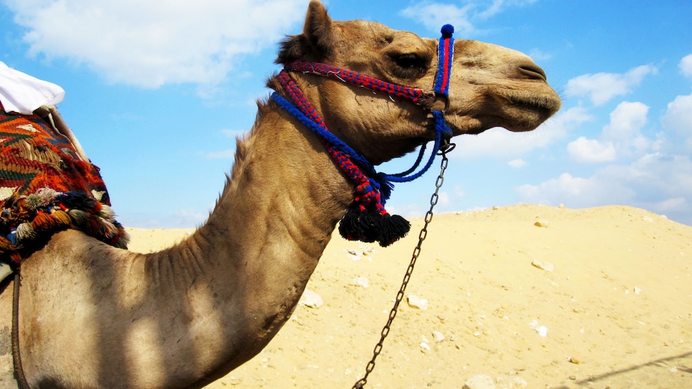 Harnessed camel in Darau near Aswan