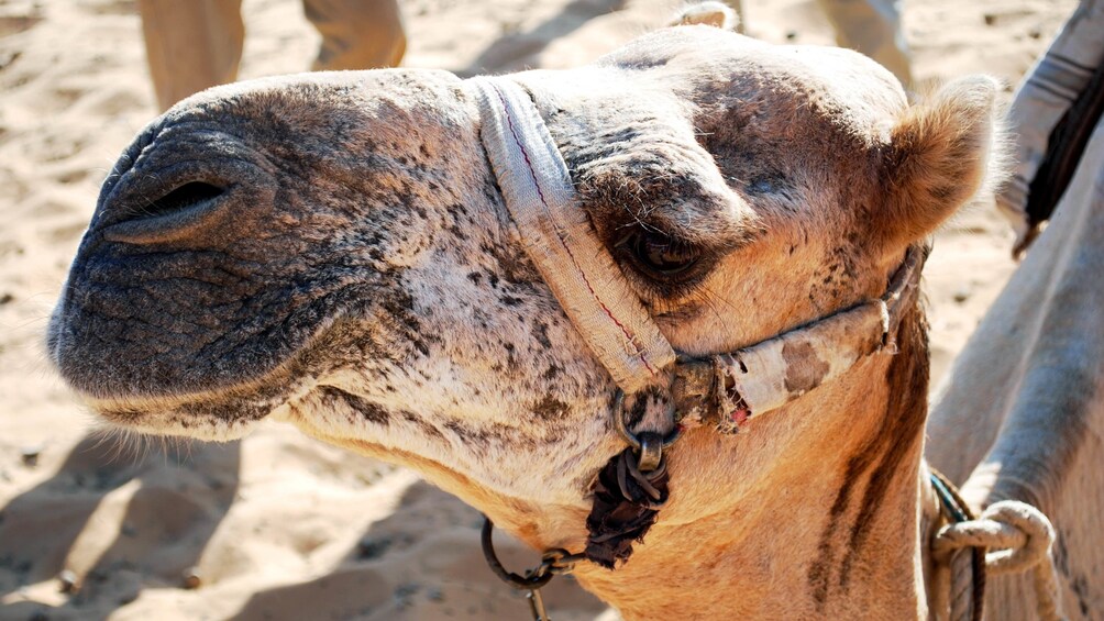 Close-up of a camel at the market in Darau