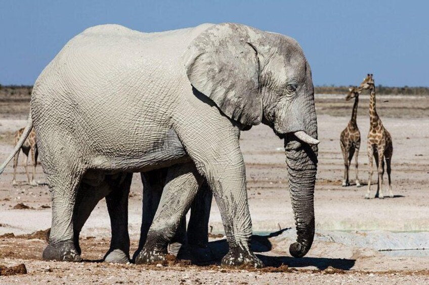 Elephant in Etosha