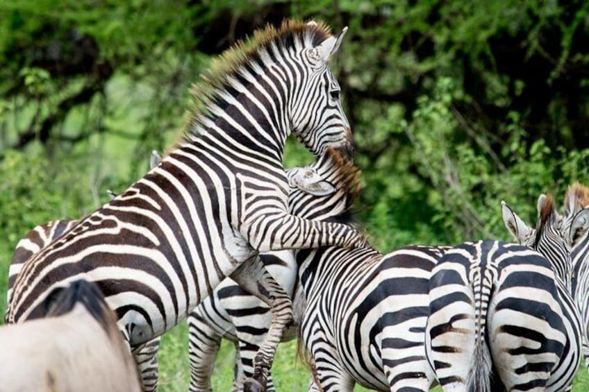 4 Day Etosha National Park and Swakopmund Camping