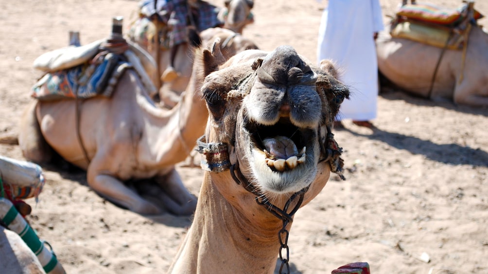 Smiling camel relaxing on the sand in Aswan