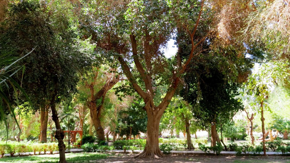 Trees line the path through the Aswan Botanical Garden