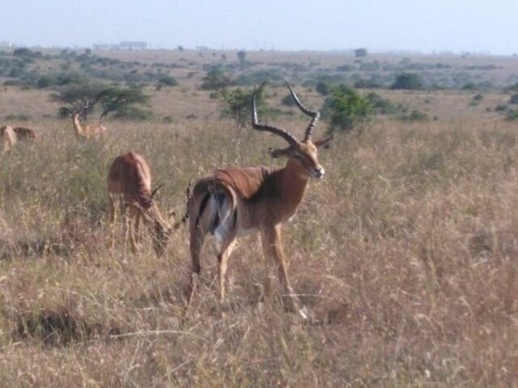 Impalla in Nairobi