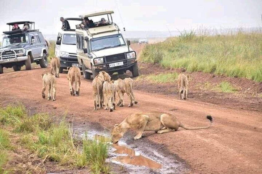 Nairobi national park