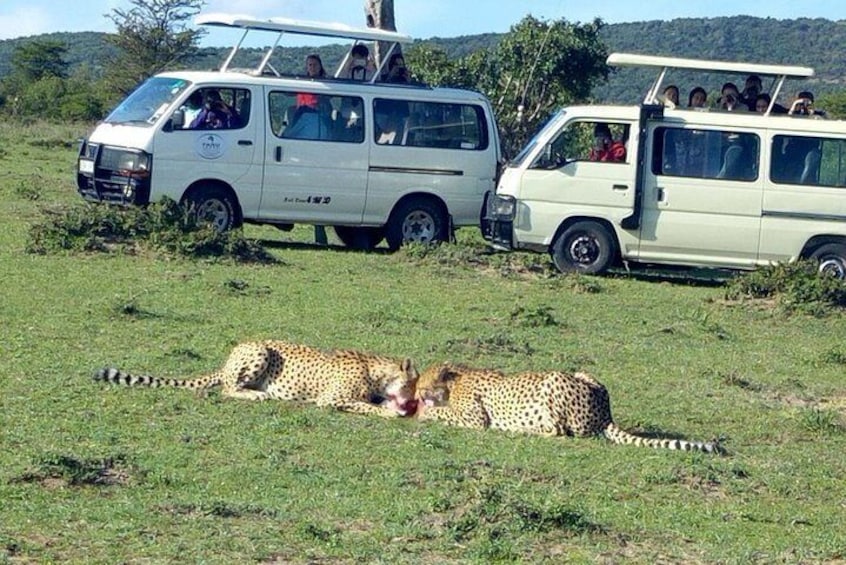 Game drives in Masai Mara