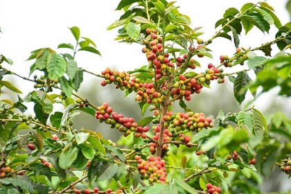 Exciting Coffee Tours From Nairobi