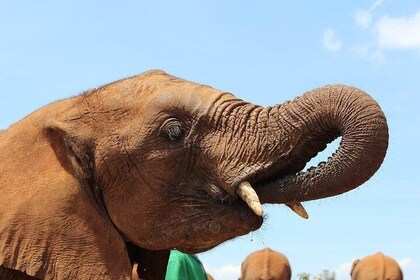 Full-Day Nairobi: Giraffe Centre , Elephant Orphanage, Nairobi National Par...