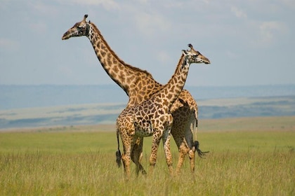 3 Days Maasai Mara Group Joining