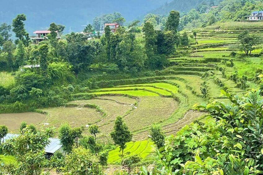 Rice fields