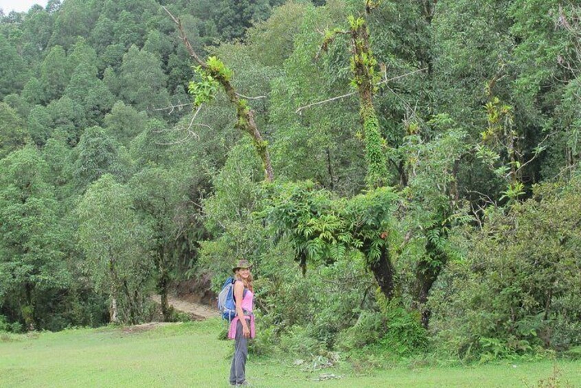 Walking through the forest