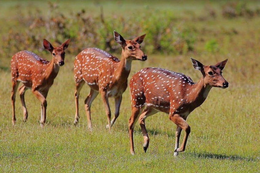 Wilpattu National Park