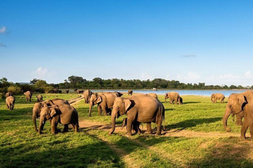 Minneriya National Park