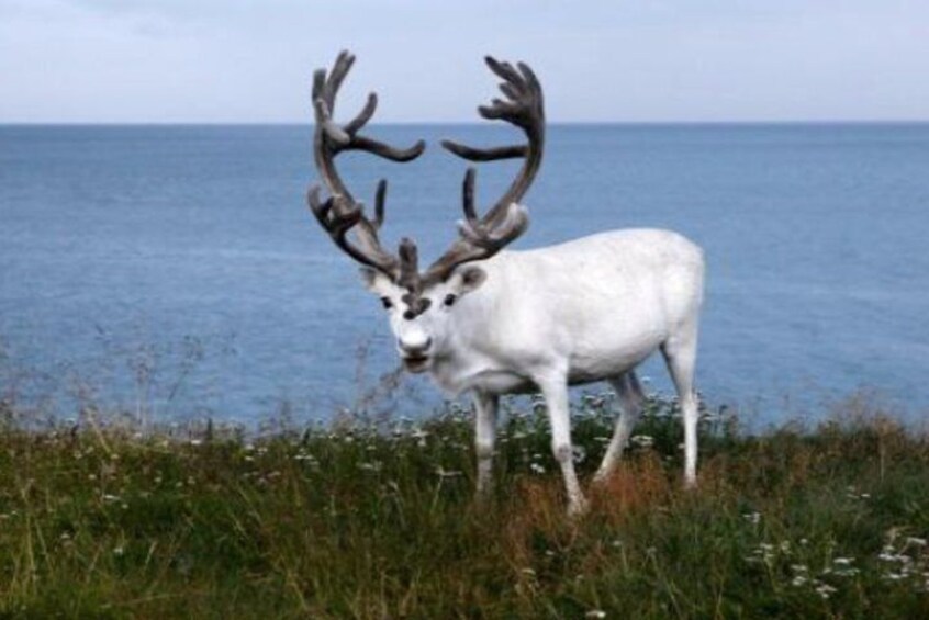 The North Cape, Reindeer and Sami Families Tour