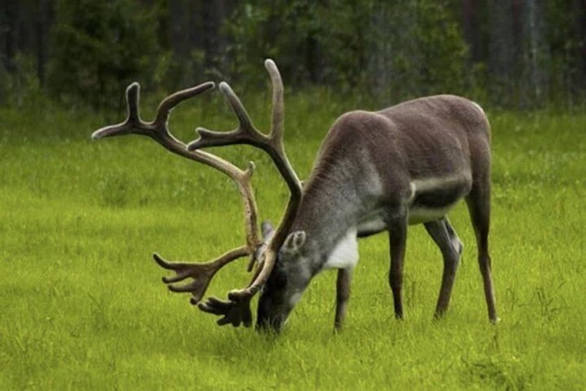 The North Cape, Reindeer and Sami Families Tour
