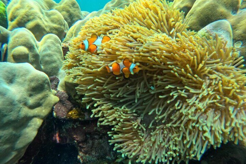 Visit the adorable clownfish (but be careful not to disturb them)!