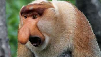 Sepilok Orangutan & Sandakan City Tour