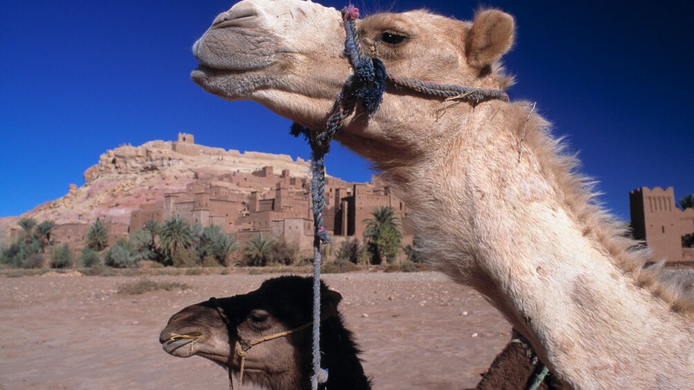 camel in egypt