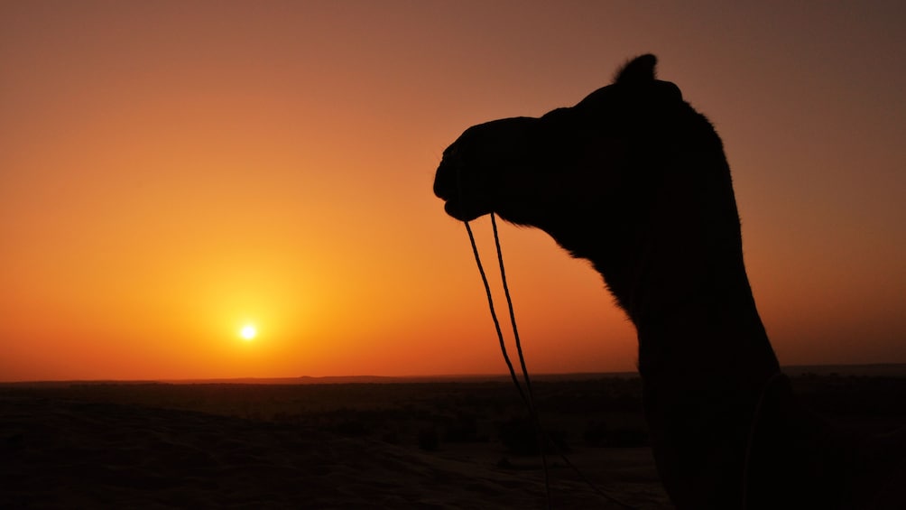 Sunset view of a camel in Hurghada