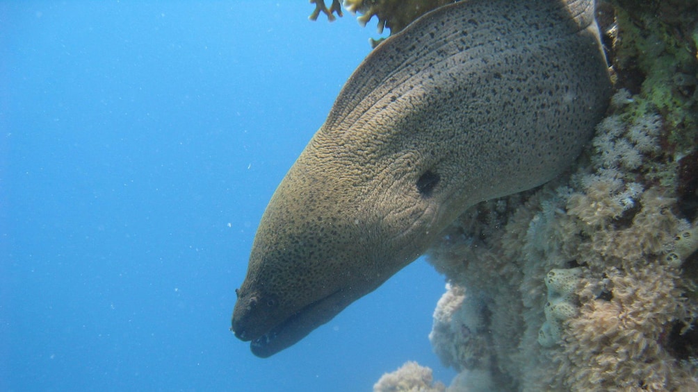 fish in egypt